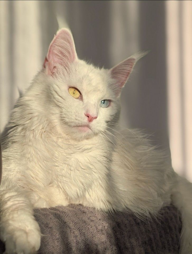 Мама Риччи — TIS KIND EYES